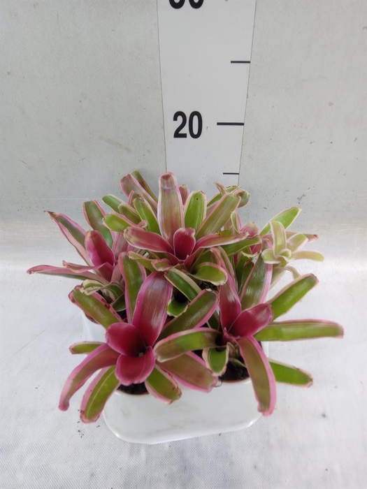 <h4>Nidularium  'Fire Ball Striped'</h4>