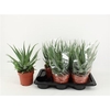 arr8 Aloe Arborescens