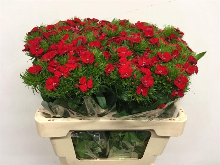 <h4>Di Barb Red Extra</h4>