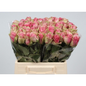 ROSA GR 'BELLE ROSE'