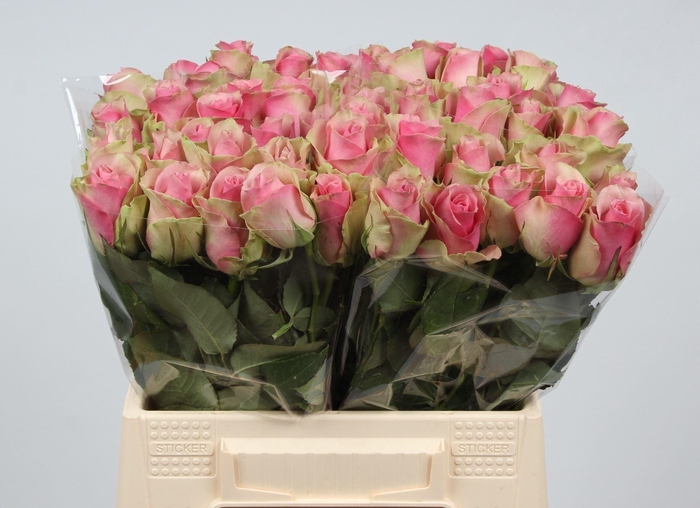 <h4>ROSA GR 'BELLE ROSE'</h4>