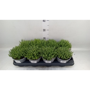 Thymus vulgaris 'Compactus'