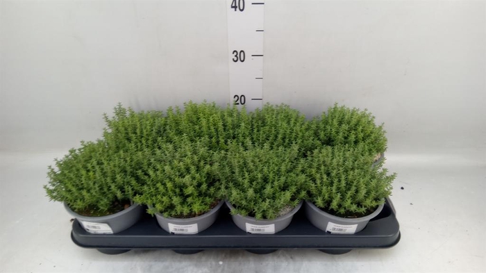 <h4>Thymus vulgaris 'Compactus'</h4>