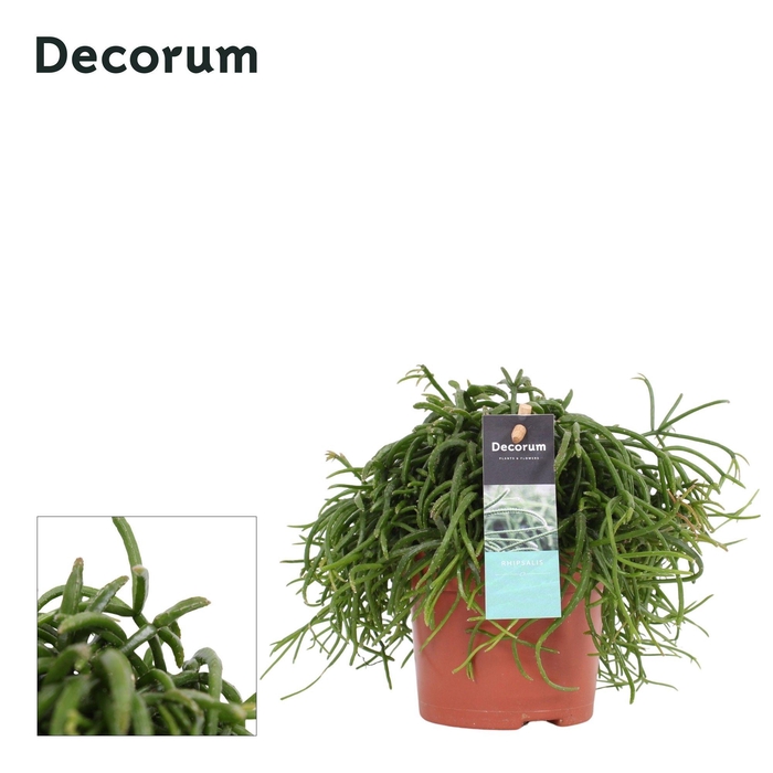 Rhipsalis bacci. Oasis 10,5 cm Decorum