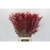 Bromelia Red Paloma
