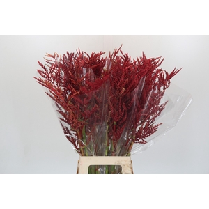 Bromelia Red Paloma