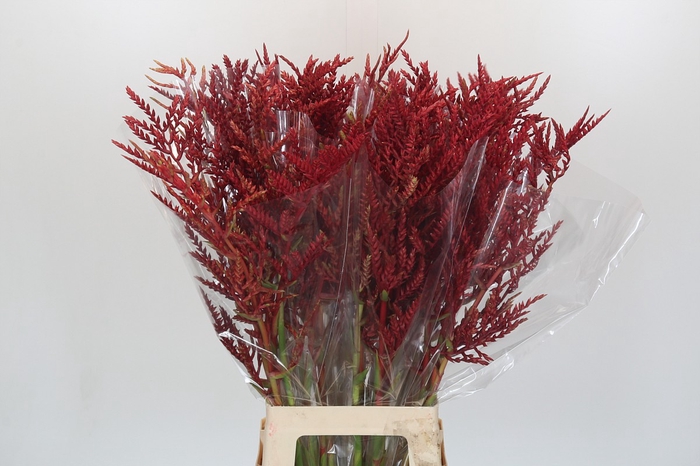 <h4>Bromelia Red Paloma</h4>