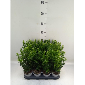 Euonymus japon. 'Green Spire'