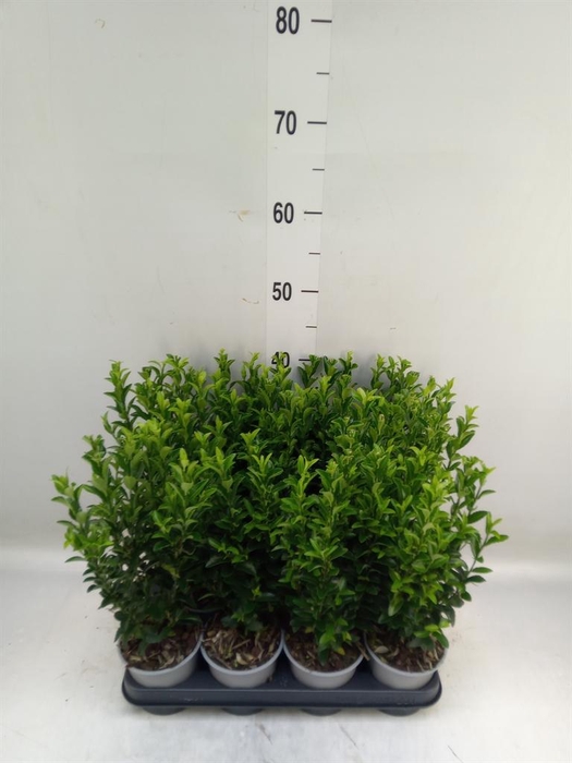 <h4>Euonymus japon. 'Green Spire'</h4>