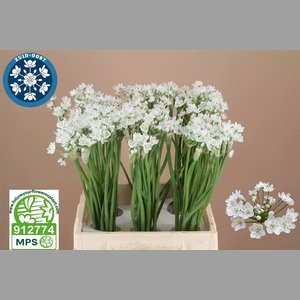 ALLIUM FLOCON