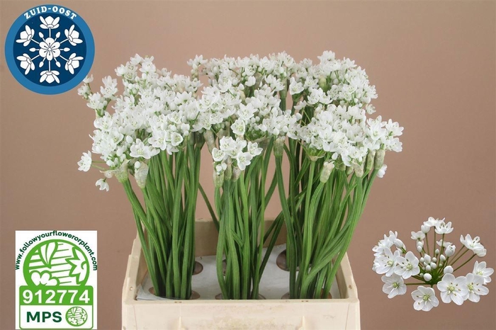 <h4>ALLIUM FLOCON</h4>