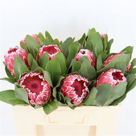 <h4>Protea Barbigera Empress</h4>