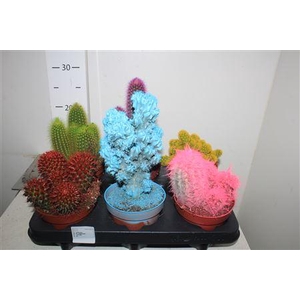 Cactus Mix Rainbow
