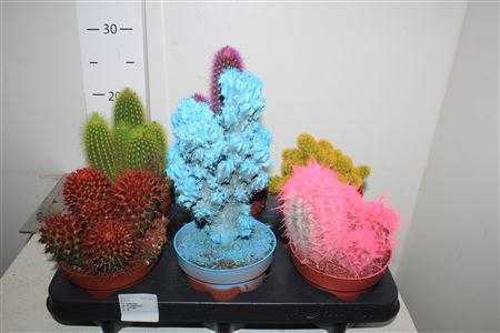 <h4>Cactus Mix Rainbow</h4>