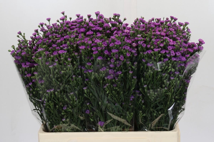 <h4>Aster Baby Pink</h4>