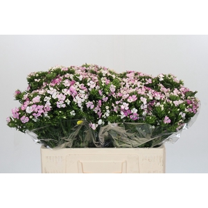 Dianthus Br Amazon Rose Magic
