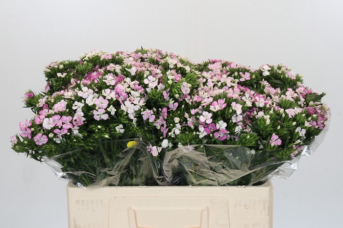 <h4>Dianthus Br Amazon Rose Magic</h4>