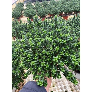 Pimelea Ferruginea Bush