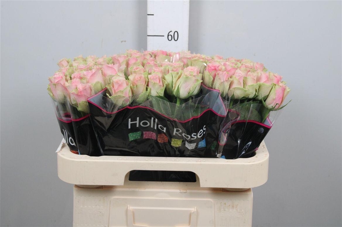 <h4>R Gr Belle Rose</h4>