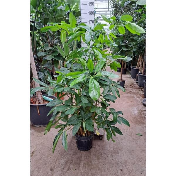 <h4>Schefflera Amate toef 180</h4>