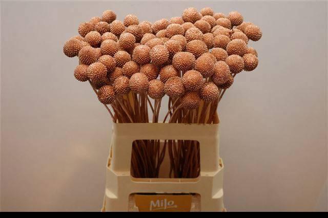 <h4>CRAS KLB H%</h4>