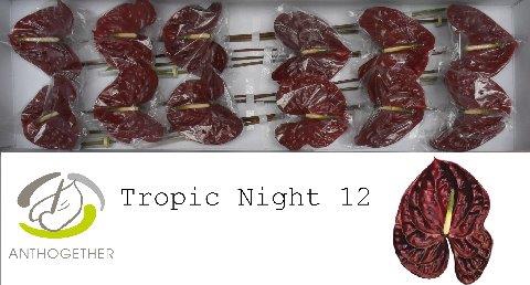 <h4>Anthurium tropic night</h4>