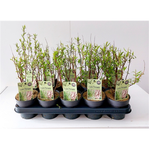 <h4>Salix babylonica Tortuosa</h4>