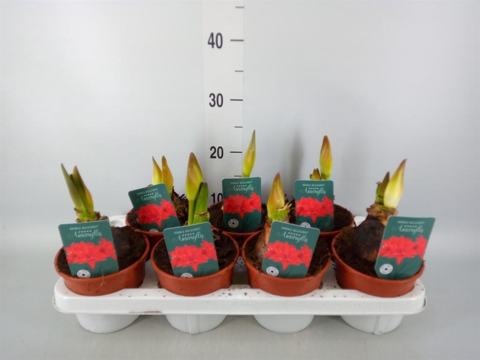 <h4>Hippeastrum   ...</h4>