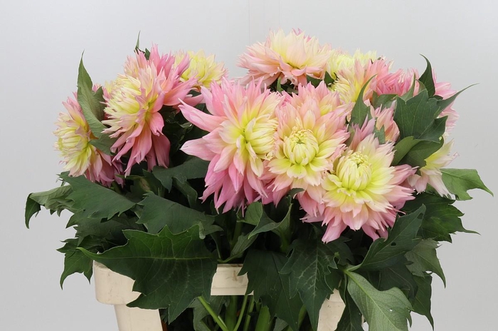 Dahlia Just Married
