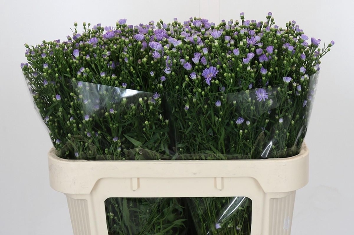 <h4>Aster Cassandra</h4>