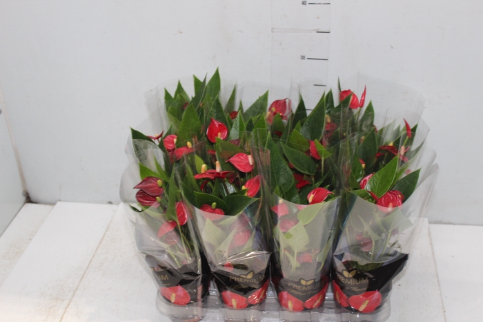 <h4>ANTHURIUM MINI MILLION FLOWERS P09</h4>