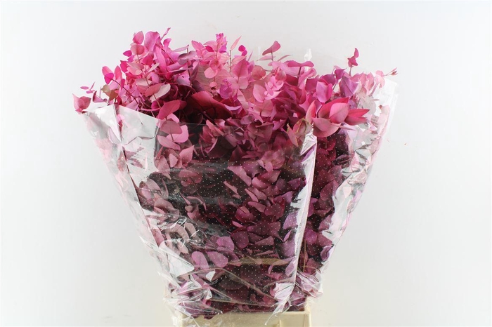 <h4>EUCALYP KLB BS H%</h4>