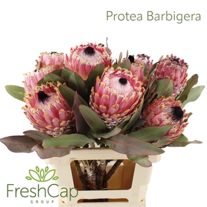 Protea Barbigera