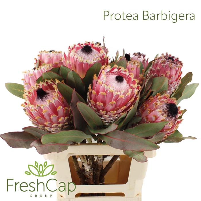 <h4>Protea Barbigera</h4>