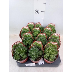 Mammillaria