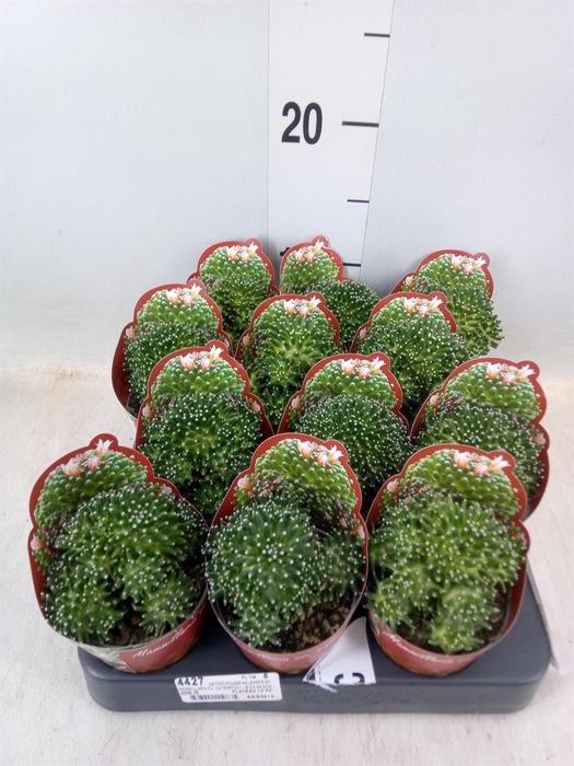 <h4>Mammillaria</h4>