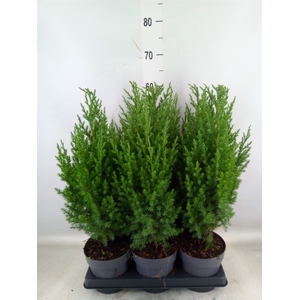Juniperus chinensis 'Stricta'