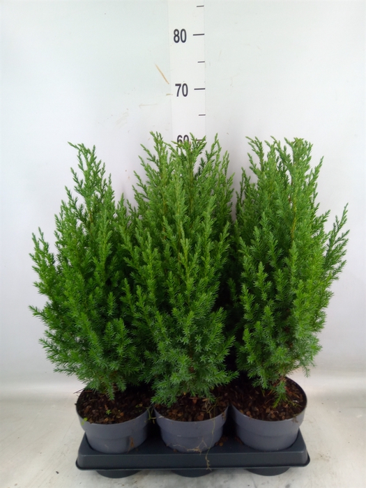 <h4>Juniperus chinensis 'Stricta'</h4>