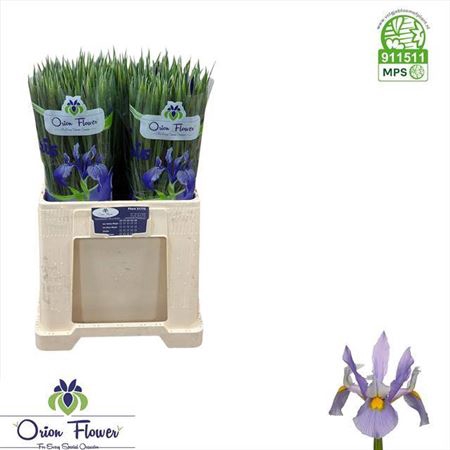 <h4>Iris Shanghai</h4>