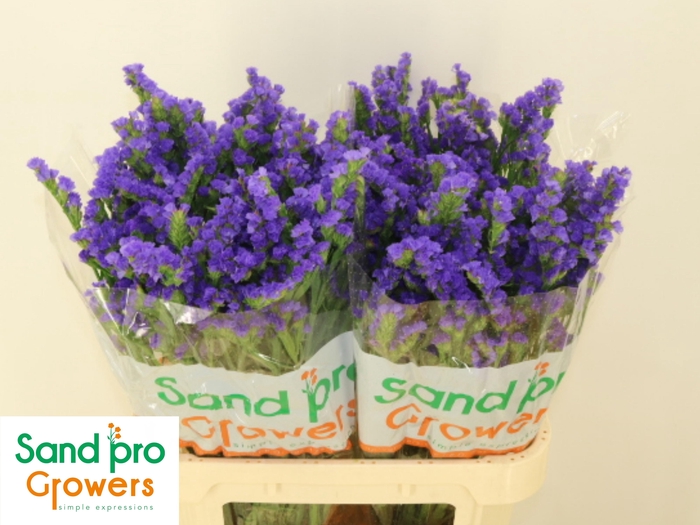 <h4>LIM S LEVIS WINGS</h4>