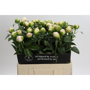 Paeonia Princess Bride
