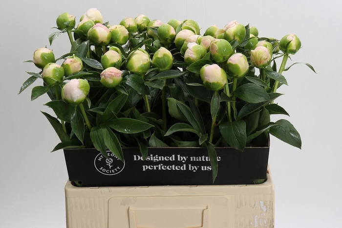 <h4>Paeonia Princess Bride</h4>