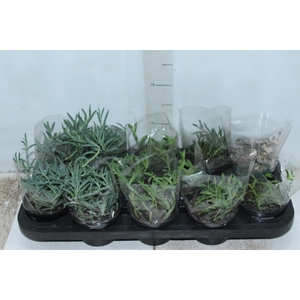 PLANTA PENDENTE VARIADO P11 COLARES