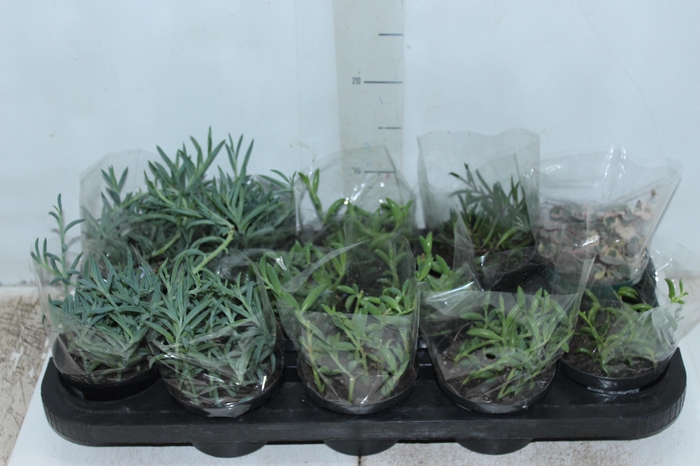 <h4>PLANTA PENDENTE VARIADO P11 COLARES</h4>