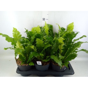 Asplenium nidus 'Campio'