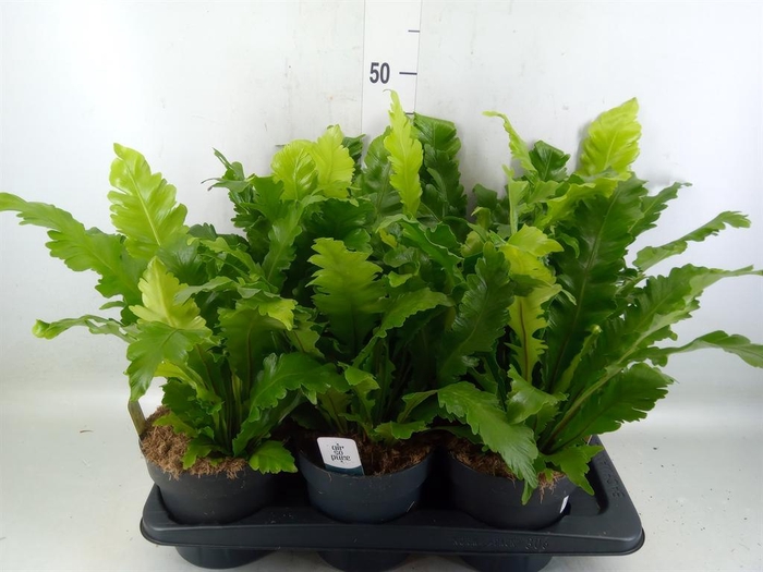 <h4>Asplenium nidus 'Campio'</h4>