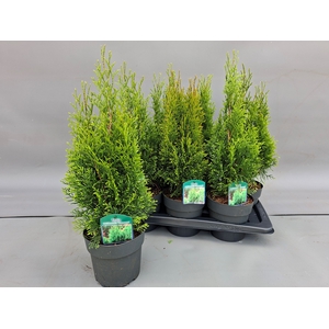 THUJA O SMARAGD