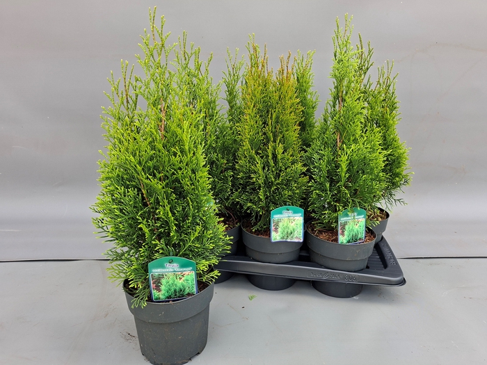 <h4>THUJA O SMARAGD</h4>