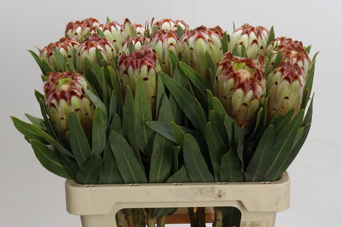 <h4>Protea Aurumn</h4>