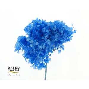 Dried Bleached Hydrangea Anna Cobalt Blue
